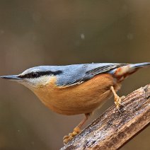 Kleiber Sitta europaea