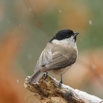 Sumpfmeise Parus palustris