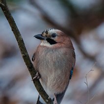 Eichelhäher Garrulus glandarius