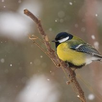 Kohlmeise im Schnee Parus major