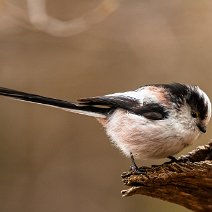 Schwanzmeise Aegithalos caudatus