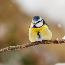 Blaumeise Cyanistes caeruleus