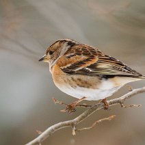 Bergfink Fringilla montifringilla