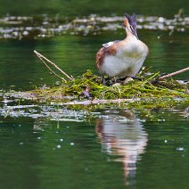 Haubentaucher beim Brüten Podiceps cristatus
