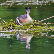 Haubentaucher beim Brüten Podiceps cristatus